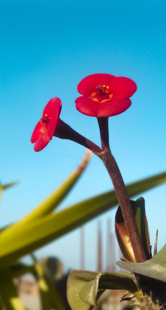 Фотография автора Adel elqamhawi Mohamed