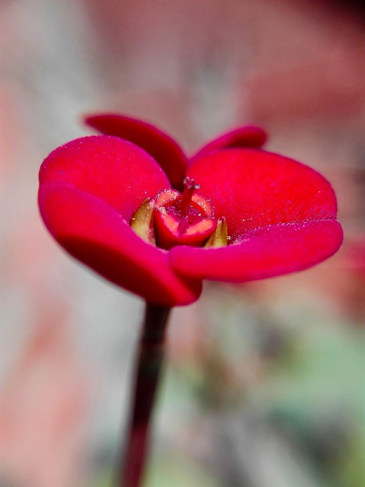 Фотография автора Adel elqamhawi Mohamed