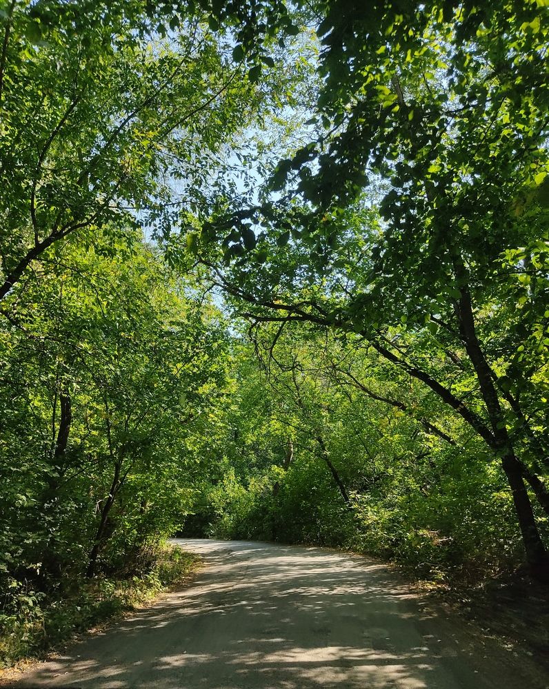 Зелёный лес.