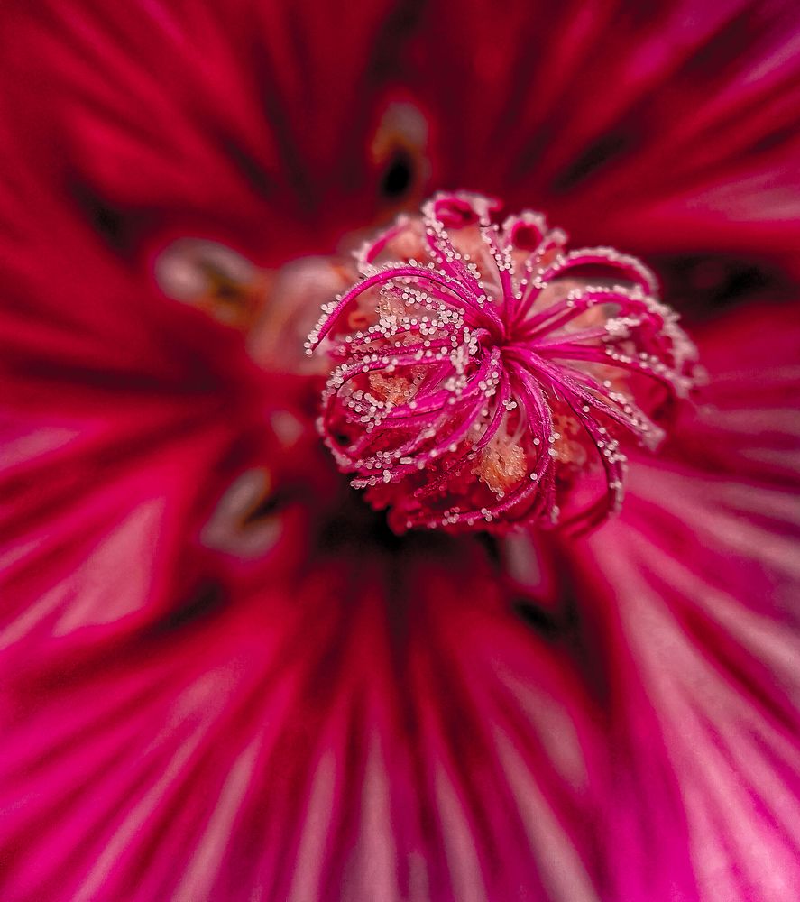 Photograph by Adel elqamhawi Mohamed