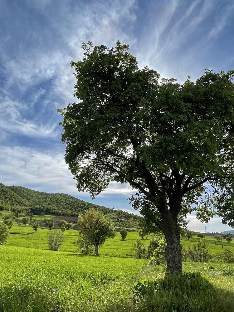 Photograph by Sahand Salmanian