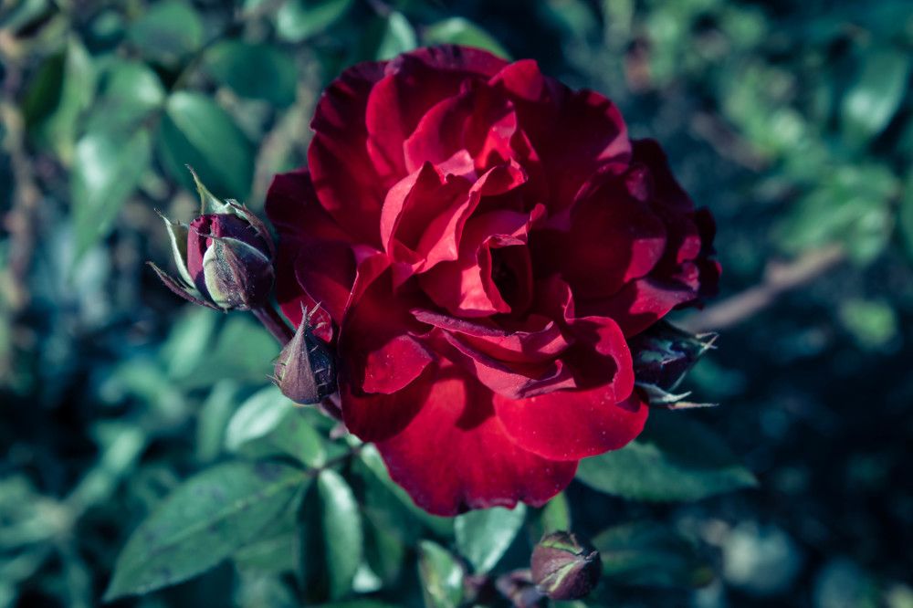 Photograph by Наталья Шёлкова