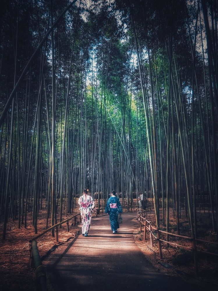 Bamboo forest in the morning