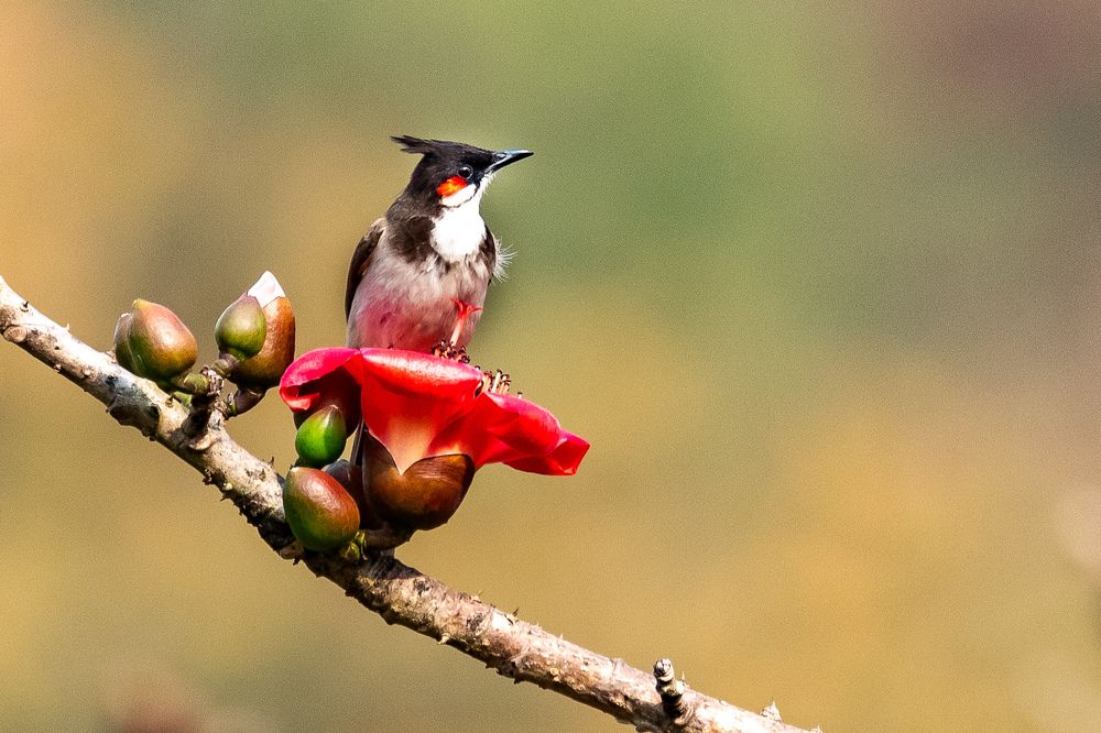 Photograph by Dhananjay Jadhav