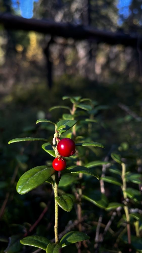 Photograph by Alina Andreevna