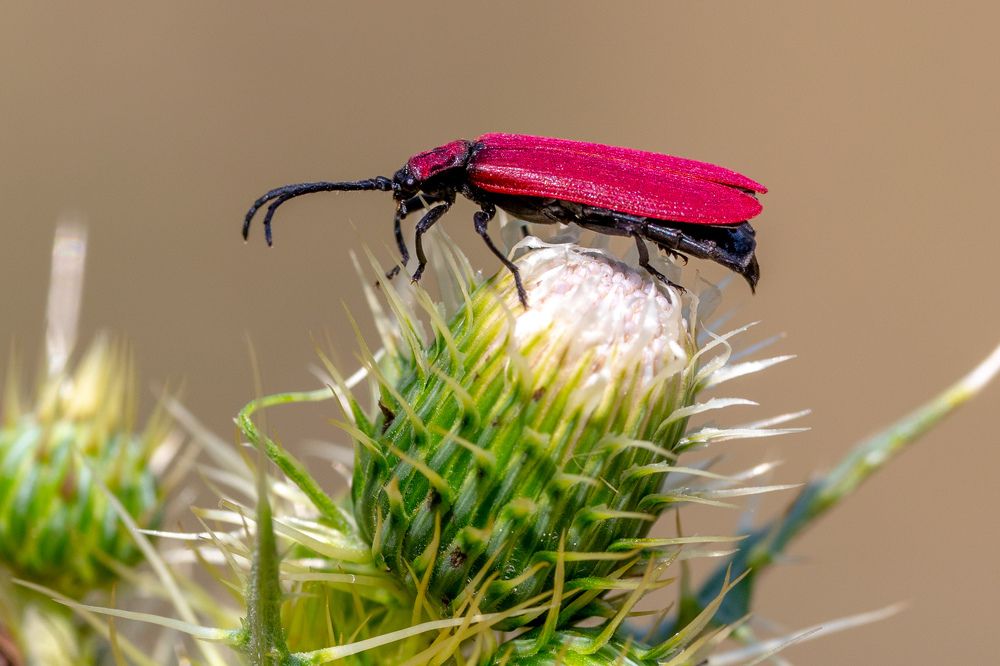 Photograph by Dhananjay Jadhav