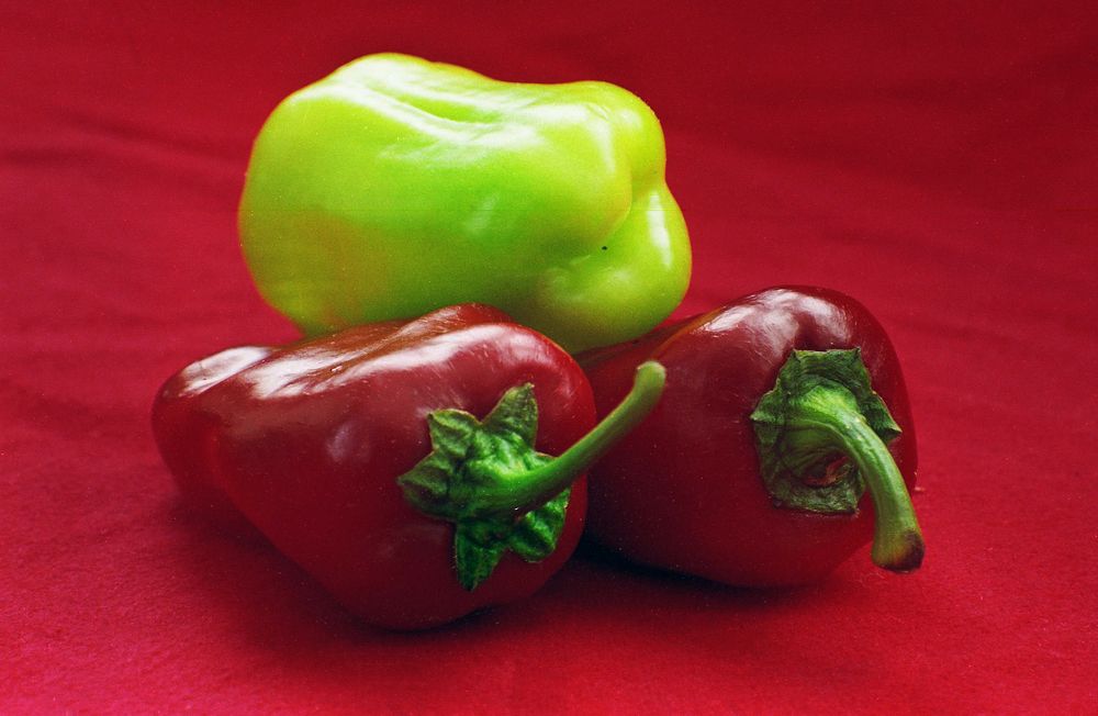 Photograph by Muzaffer Sütlüoğlu