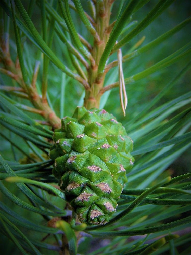 Photograph by Inna Oshe