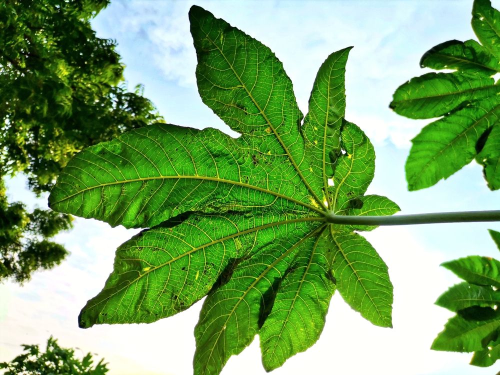 Green Leaf