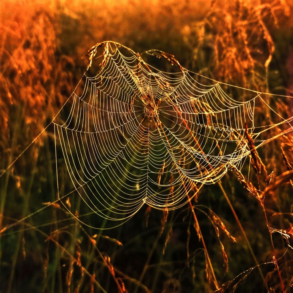 Photograph by Настя Хомастя