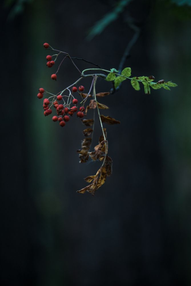 Фотография автора Виктор Руденко