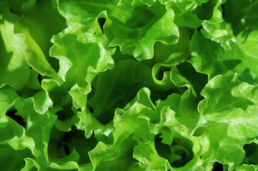 Photograph by Eva Wiedemann