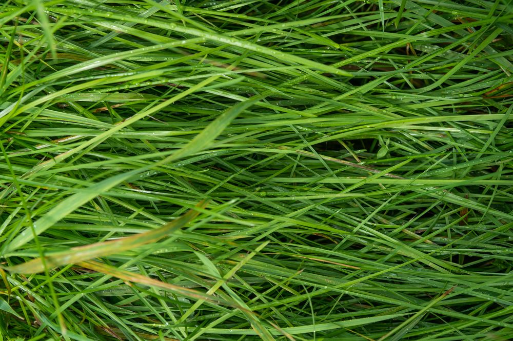 Photograph by Галина Патрушева