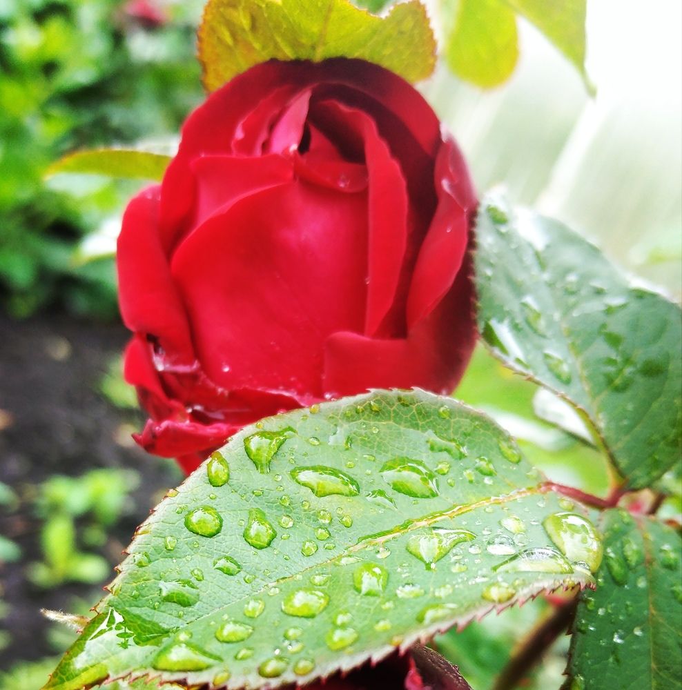 Photograph by Наталия Юминова