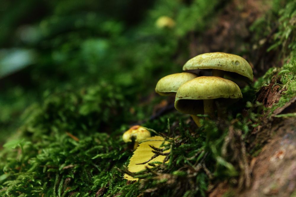 Photograph by Ольга Сельницына