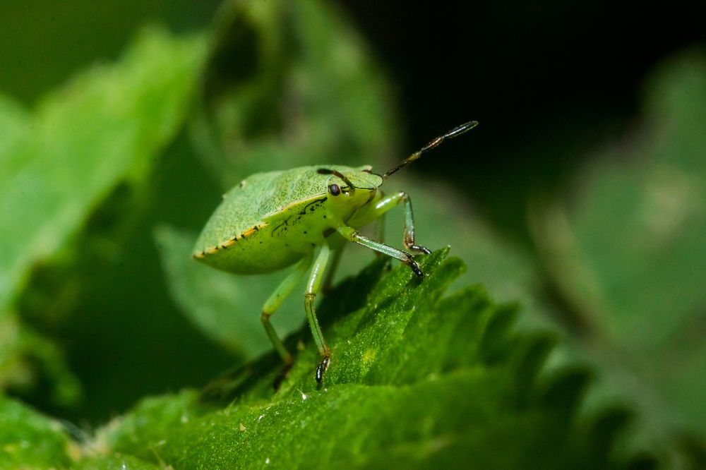 Photograph by Максим Светличный