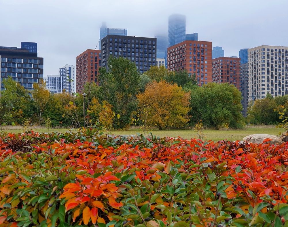 Foggy autumn in the city