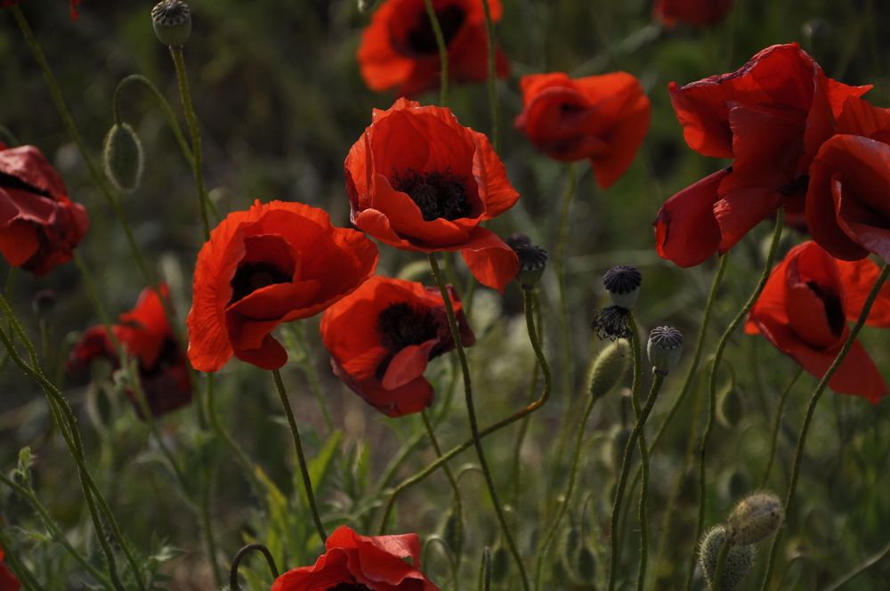 Photograph by Ольга Струкалина