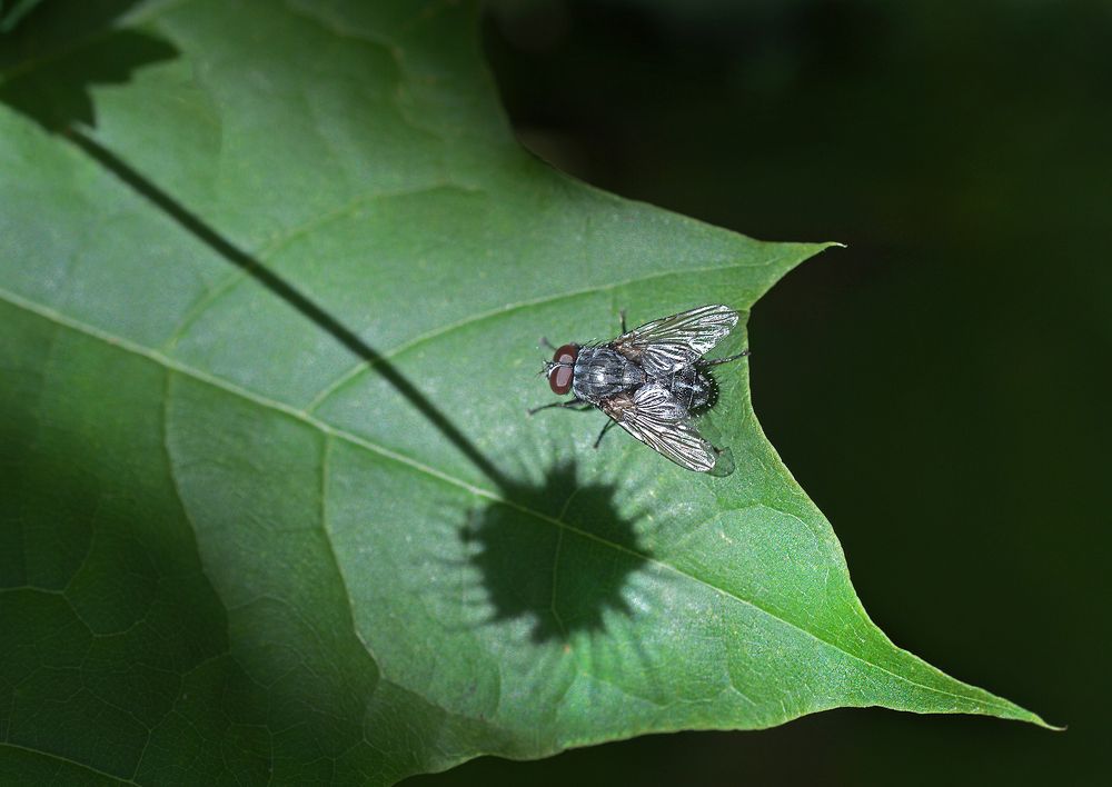 Photograph by Наталья Коньшина