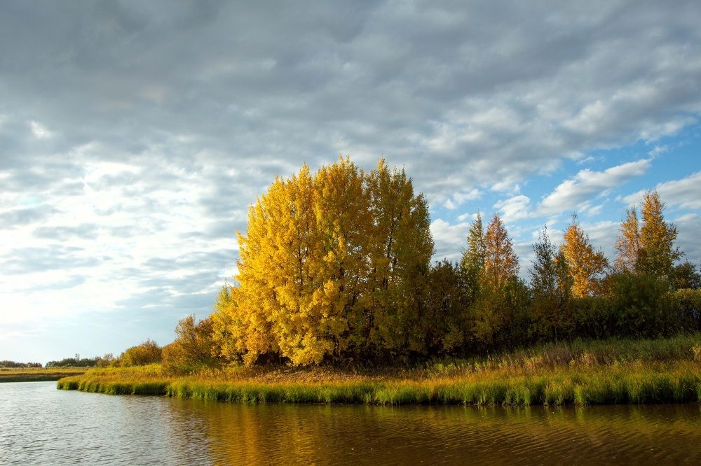 Золото осени.