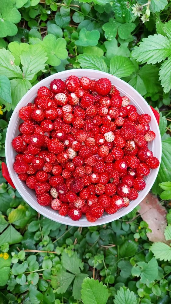 Photograph by ЭЛЬМИРА  ИСМАИЛОВА