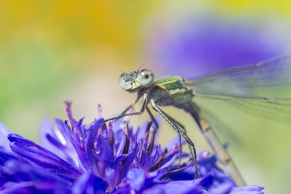 Photograph by Ольга Гоглова