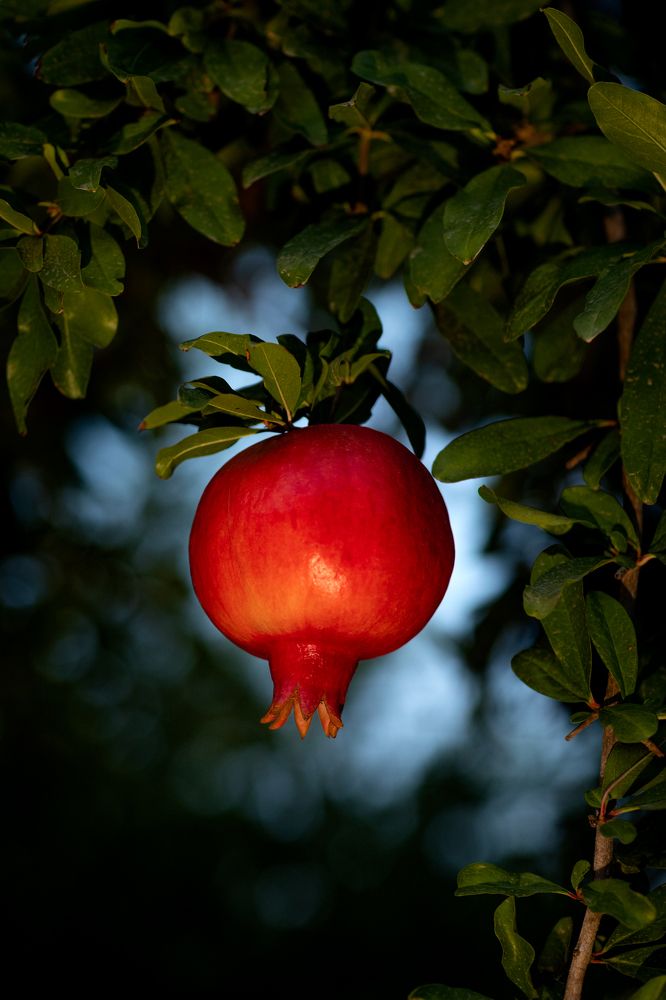 Photograph by Elena Sportes