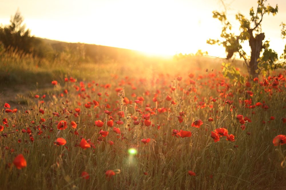 Photograph by Татьяна Скворцова