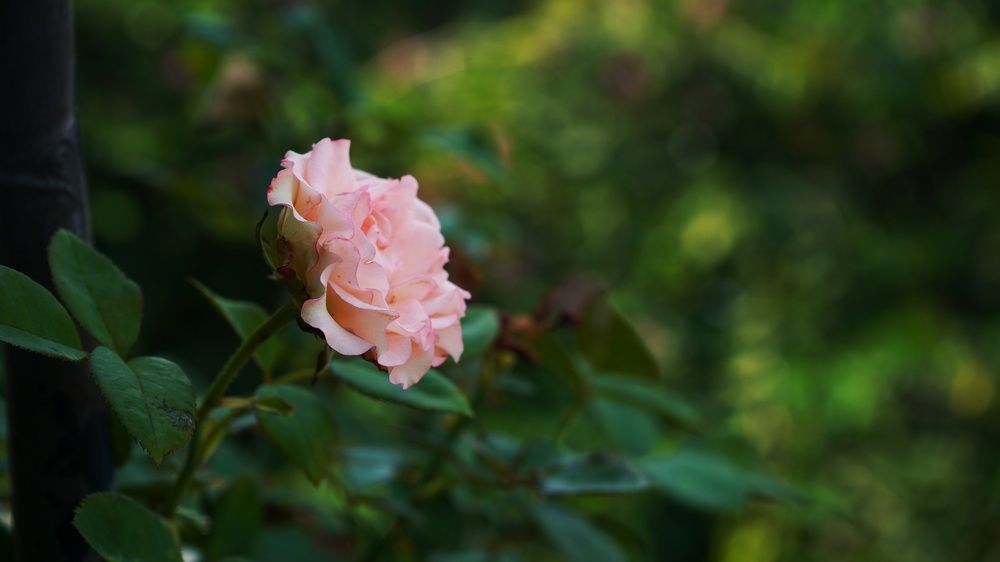 Фотография автора Aniket