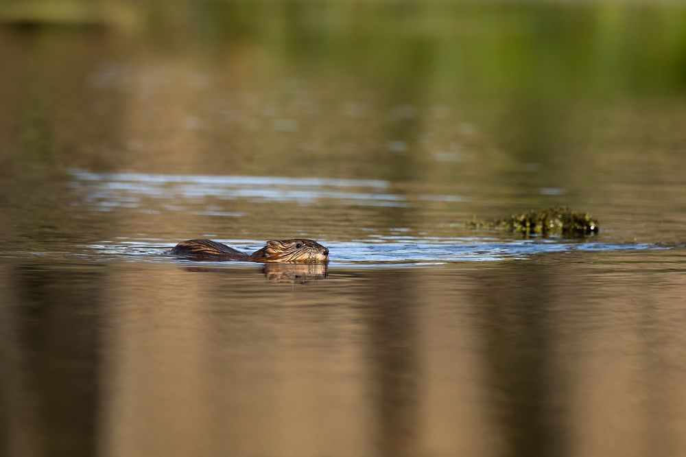 Photograph by Ермакович Илья