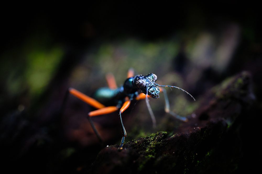 Фотография автора John Bernard Triumfante