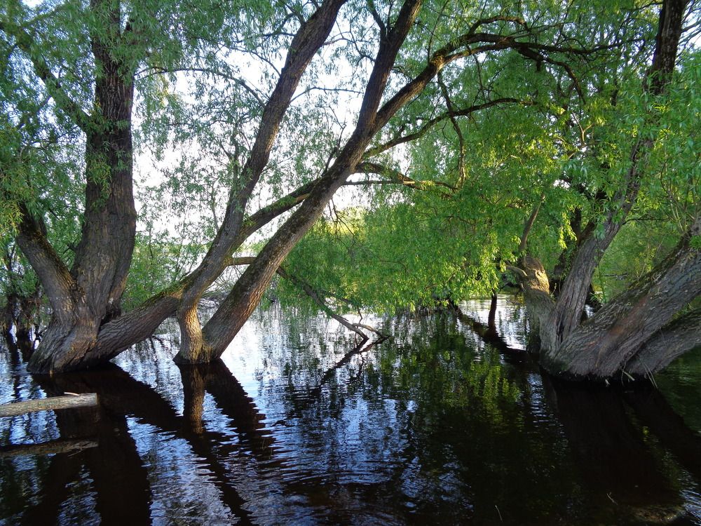 Деревья в воде
