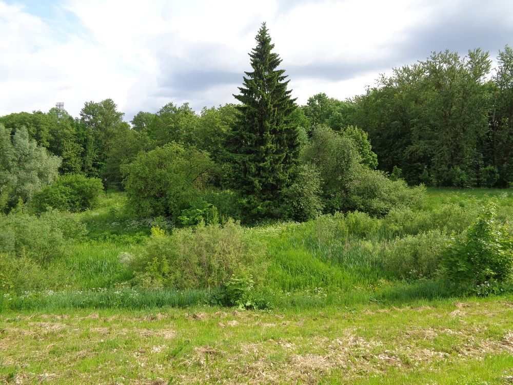 Зеленый лес