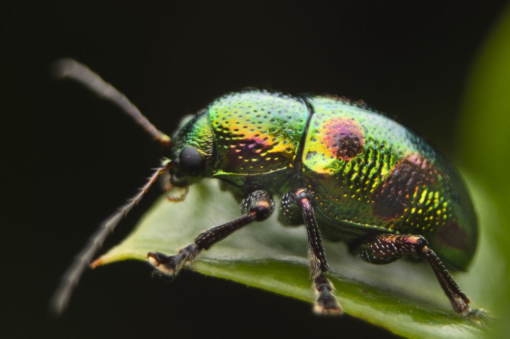 Photograph by Shehan Dondeenu