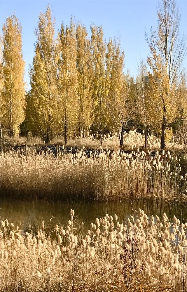 Photograph by Анар Амирова