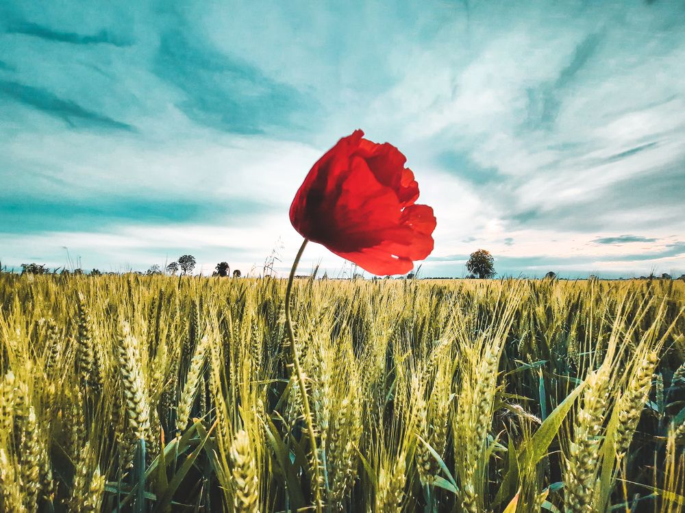 Photograph by Roberto Luigi