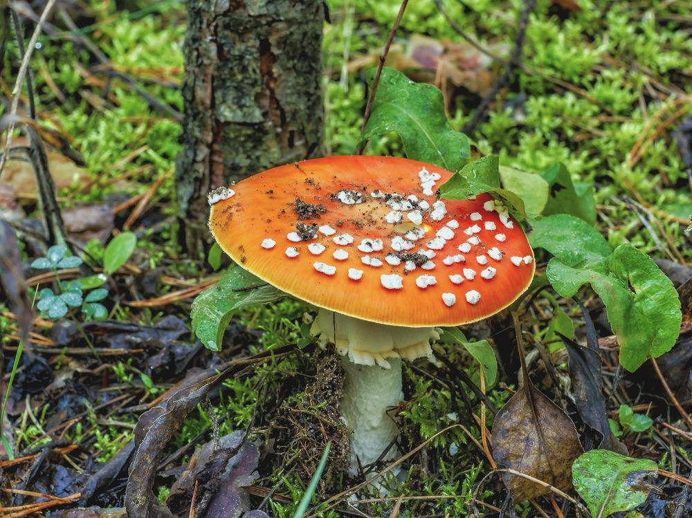 Красивый мухомор и красный цвет..