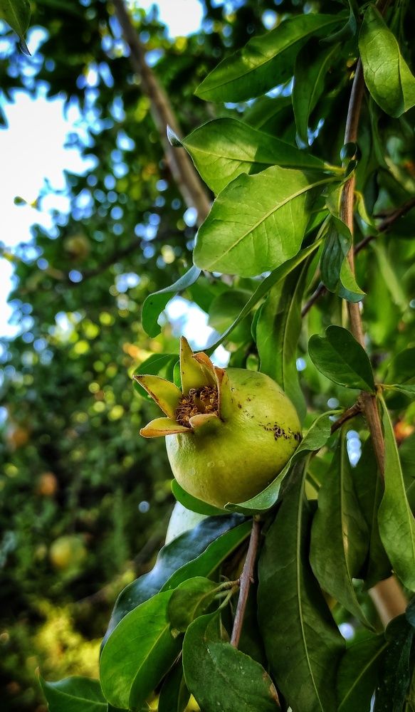 Photograph by Наталья Рау