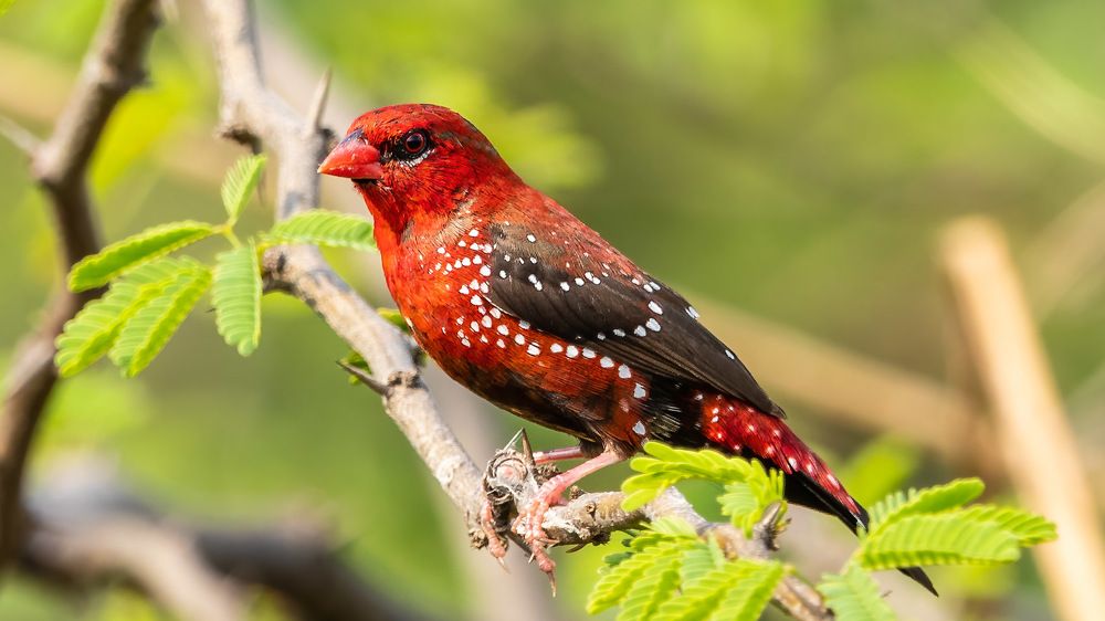 Photograph by Sameer Mudaye