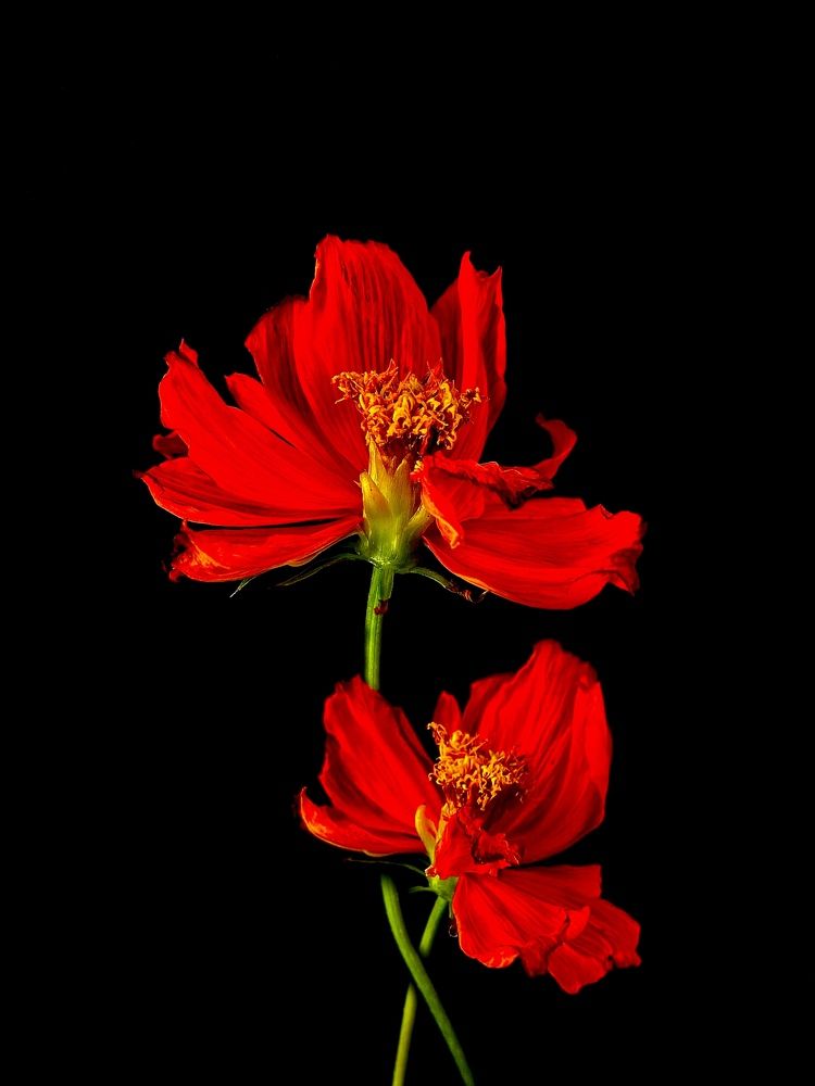 Photograph by Марина Танаева