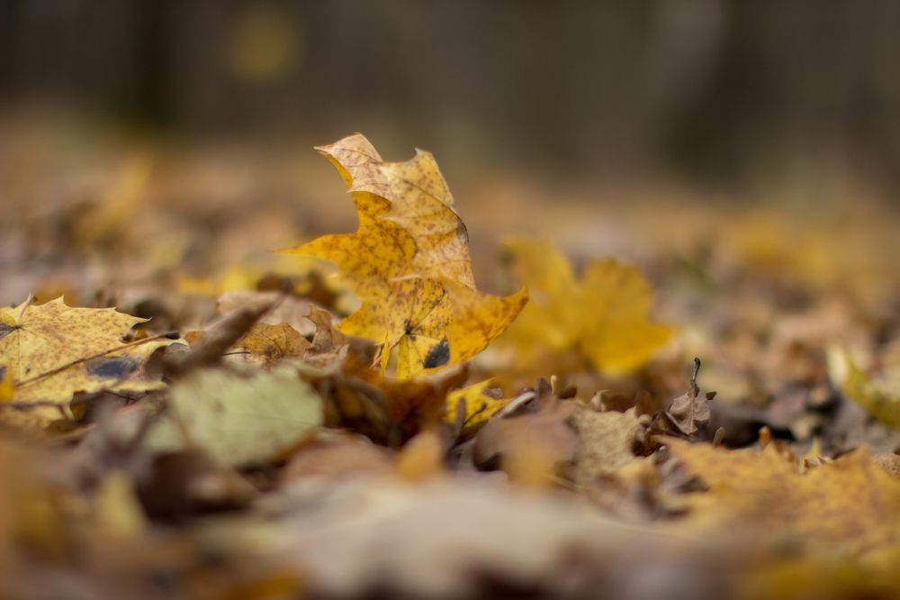 Photograph by Александр Ермоленко