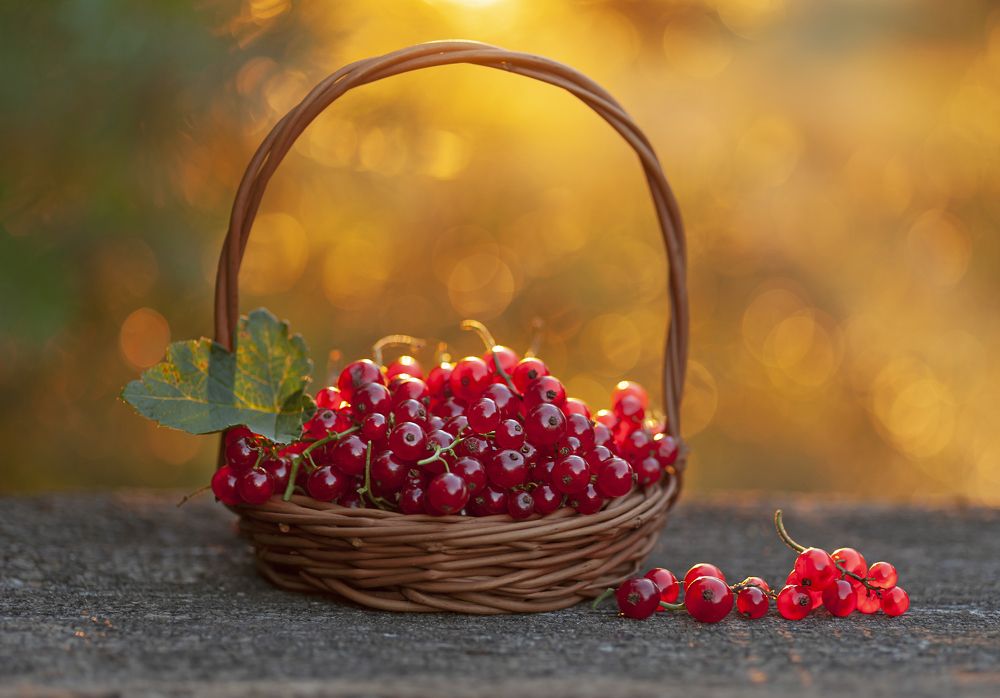 Photograph by Александр Гвоздь