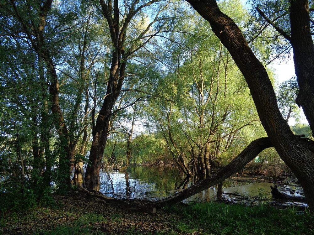 Зеленые дебри