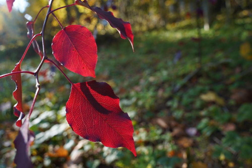 Фотография автора Юлия Овчинникова