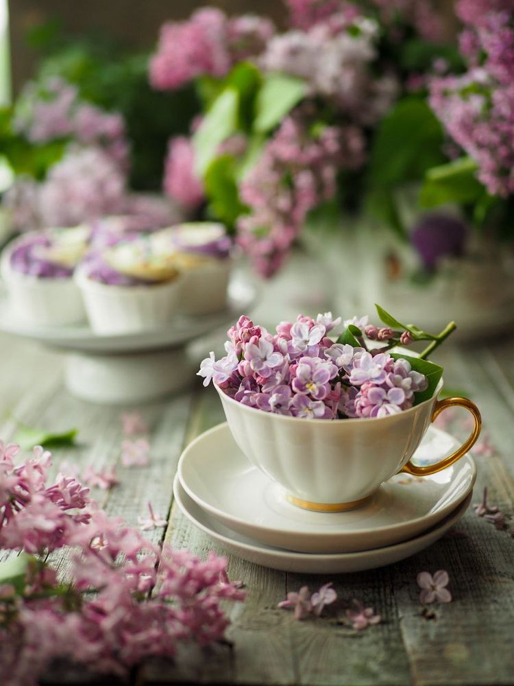 Чашка сирени