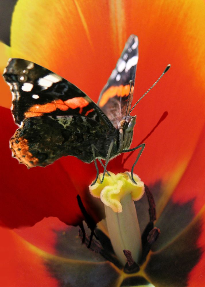 Photograph by Николай Протасеня