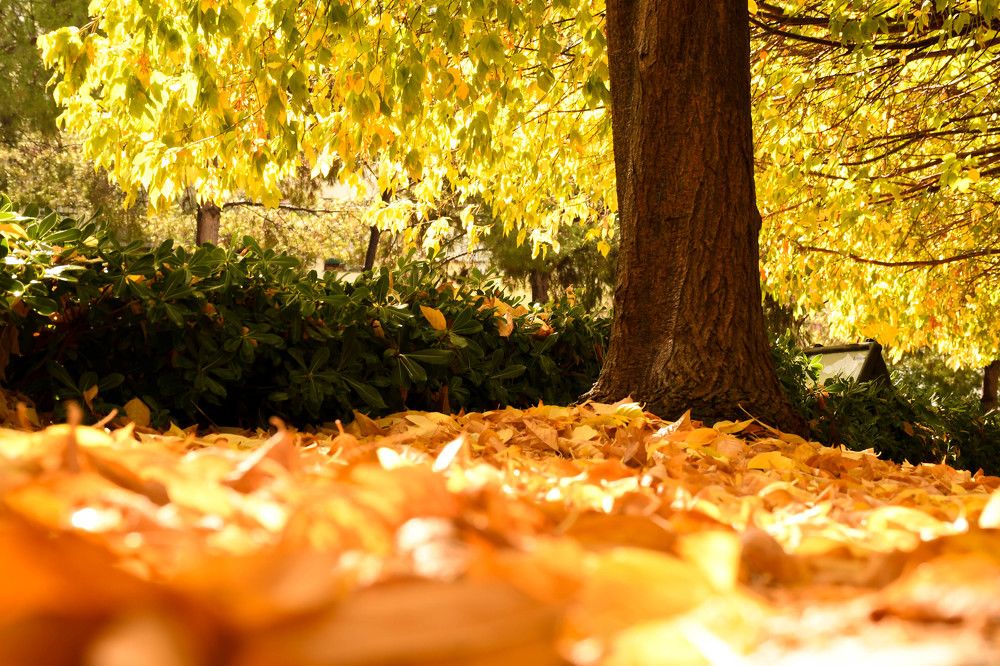 Photograph by Валентина Шахин