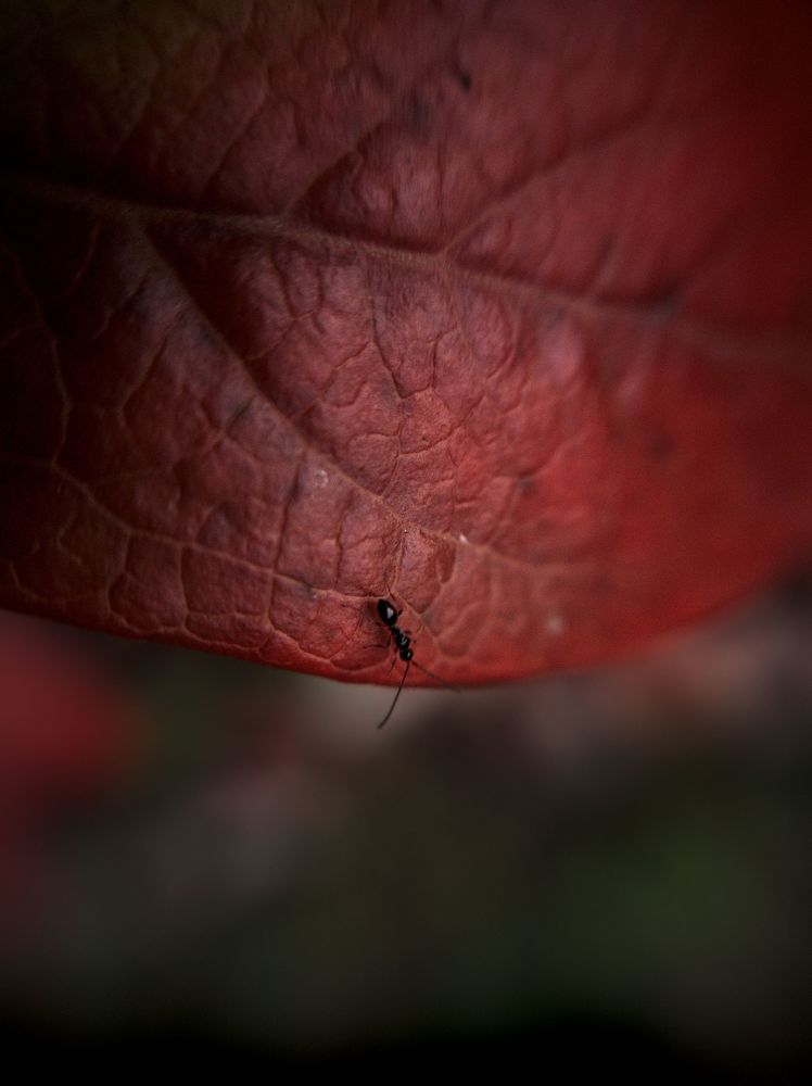 Photograph by Усевалад Куліш