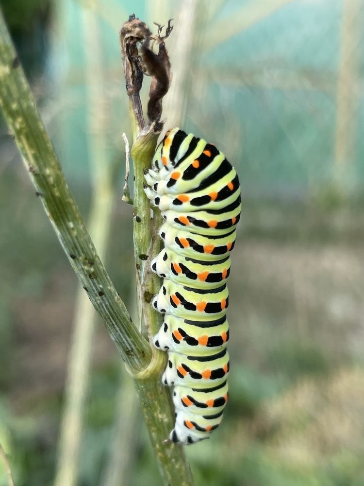 Photograph by Виктория Янушанис