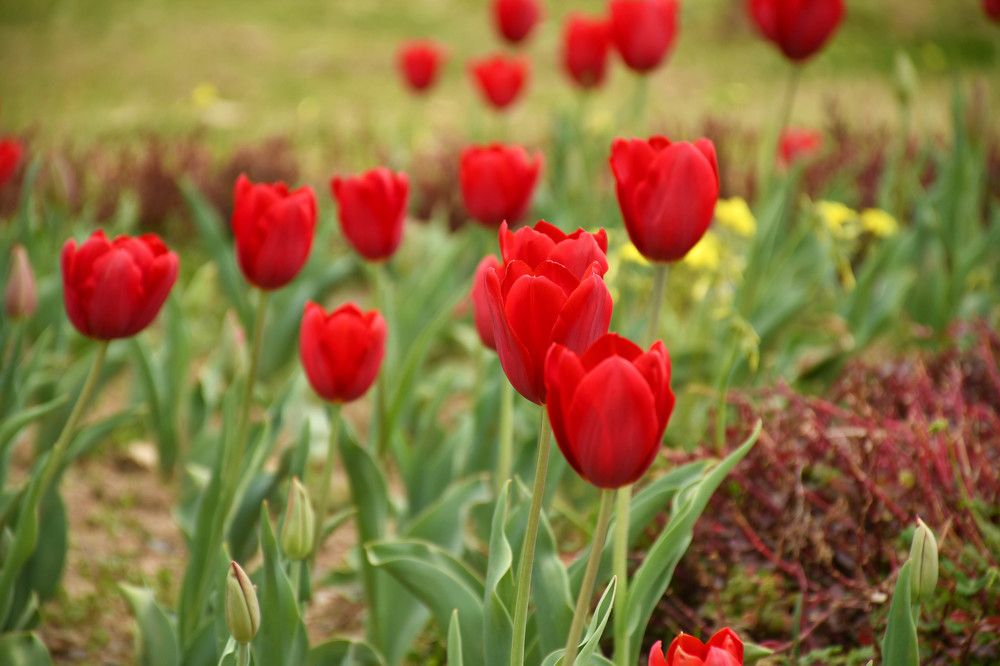 Photograph by Валентина Шахин